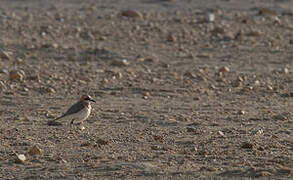 Greater Sand Plover