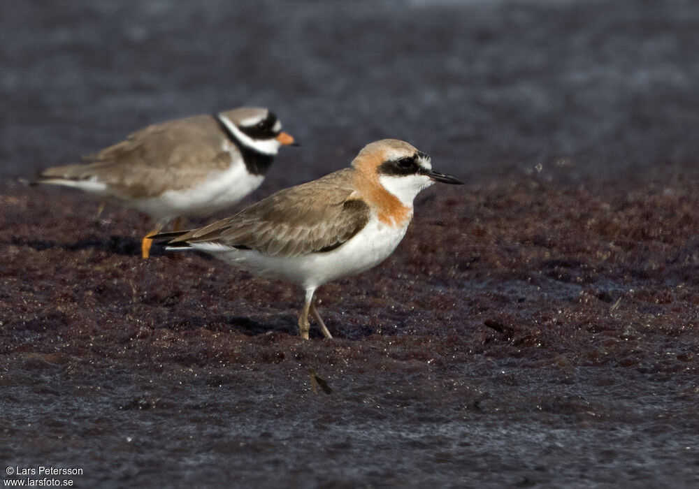 Greater Sand Plover