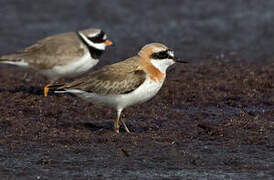 Greater Sand Plover