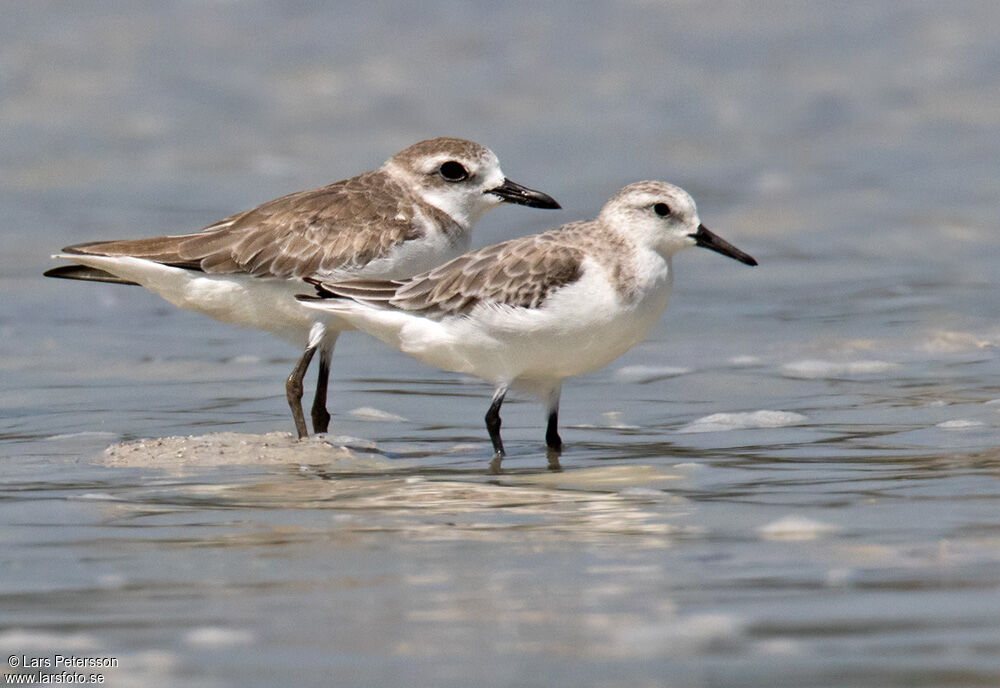 Greater Sand Plover