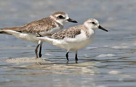 Greater Sand Plover