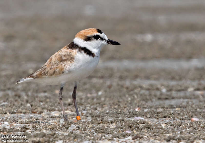 Malaysian Plover male adult