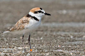 Malaysian Plover