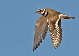 Killdeer