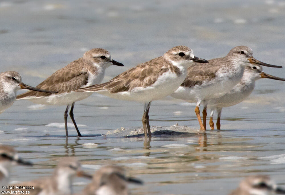 Siberian Sand Plover