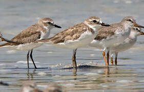 Lesser Sand Plover