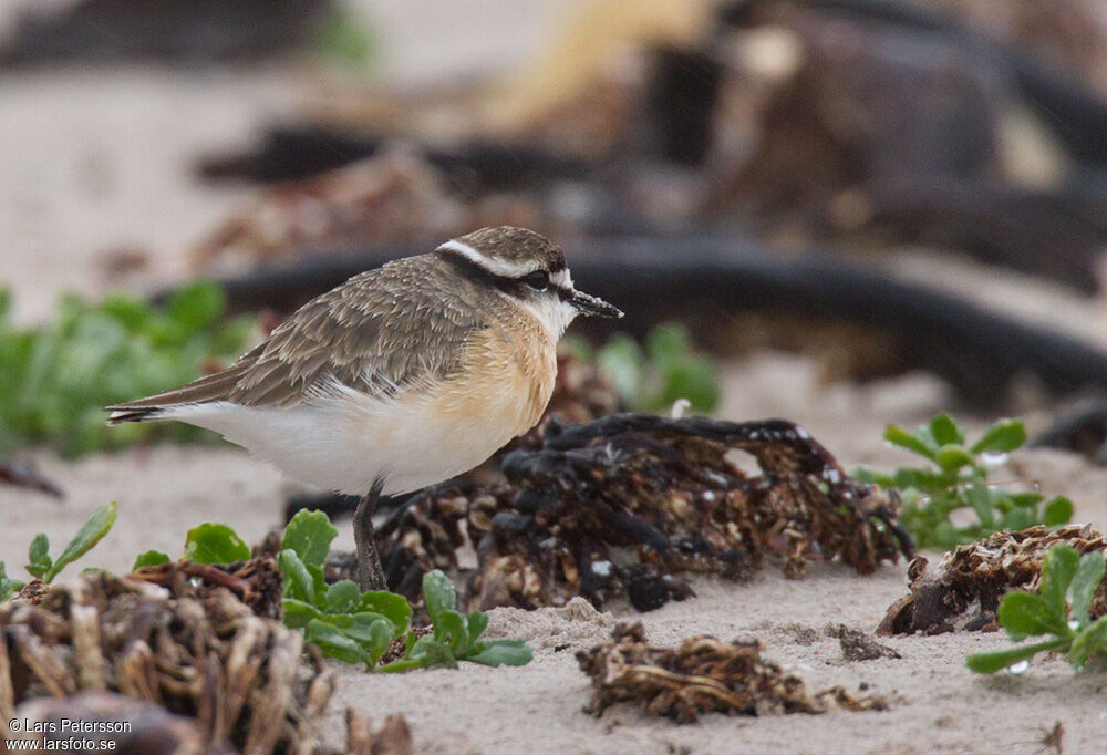 Kittlitz's Plover