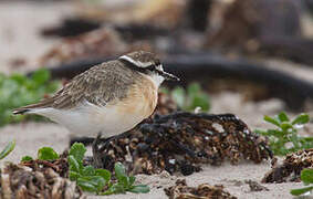 Kittlitz's Plover