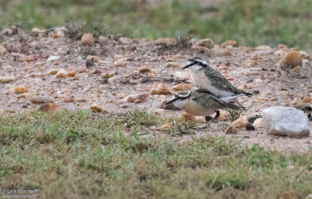 Kittlitz's Plover