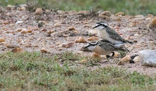 Kittlitz's Plover