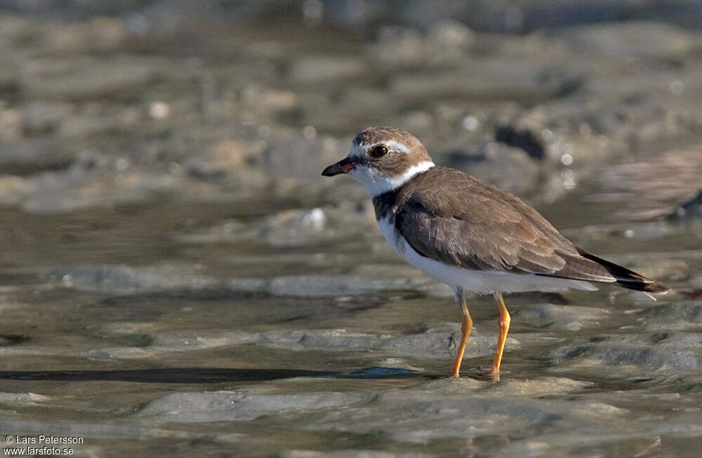 Semipalmated Plover