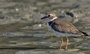 Semipalmated Plover