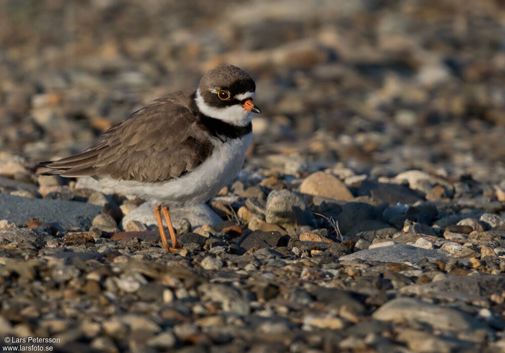 Semipalmated Plover