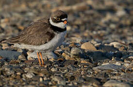 Semipalmated Plover