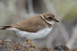 Semipalmated Plover