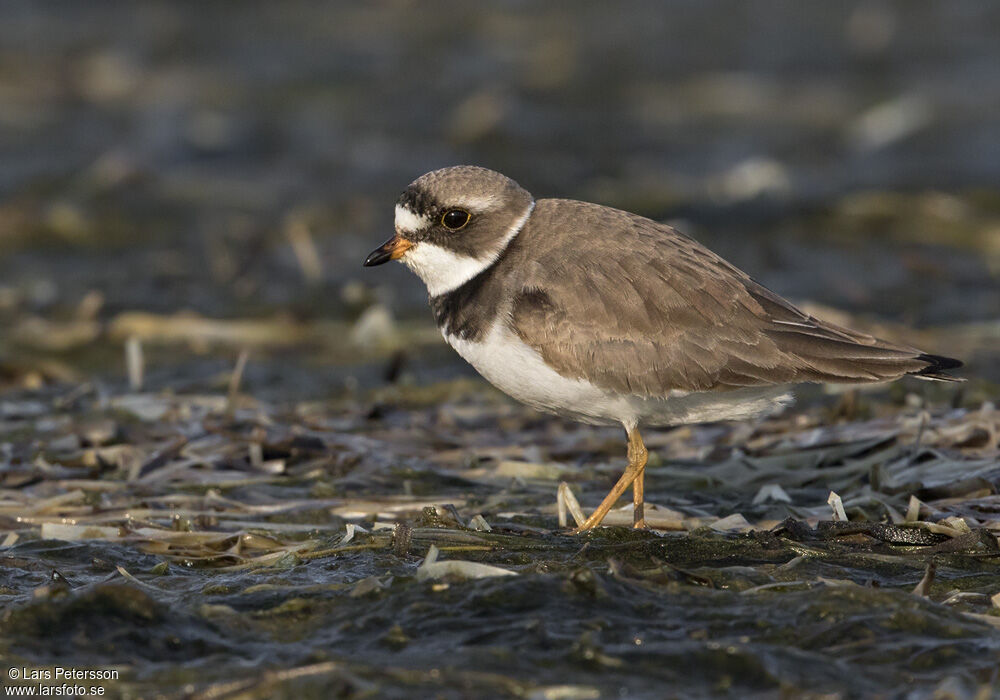 Semipalmated Plover