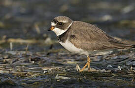 Semipalmated Plover