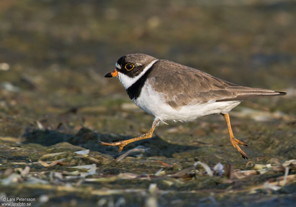 Semipalmated Plover