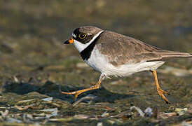 Semipalmated Plover