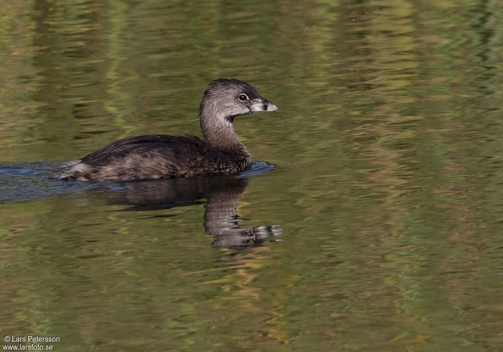 Pied-billed Grebe