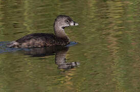 Pied-billed Grebe