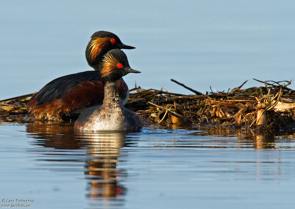 Black-necked Grebe