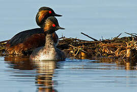 Black-necked Grebe