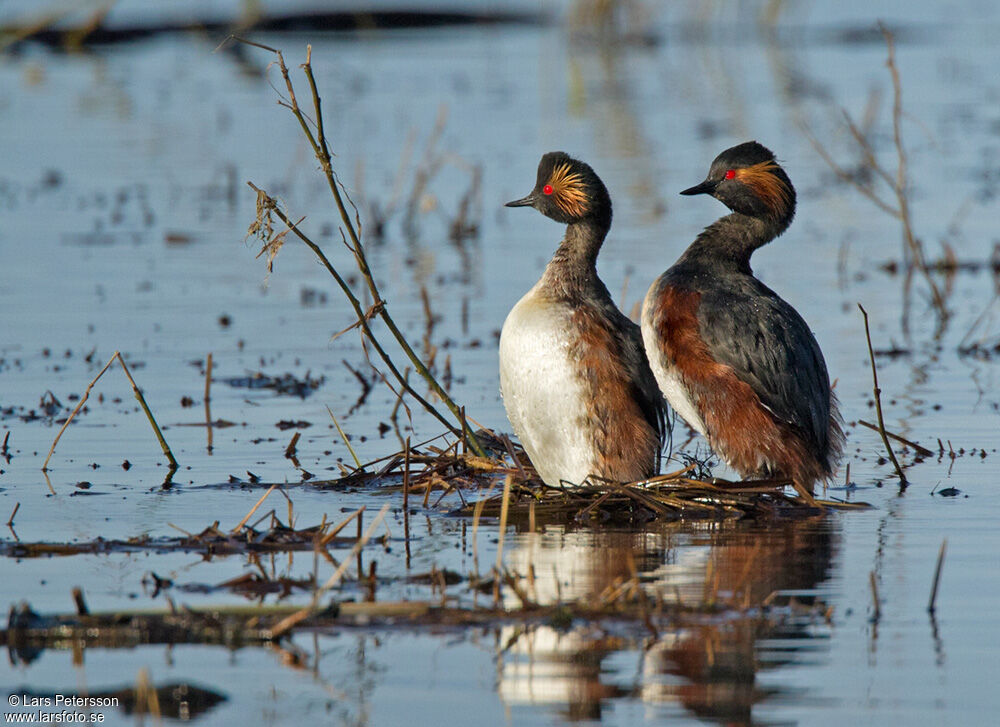 Black-necked Grebe