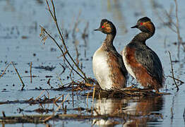 Black-necked Grebe