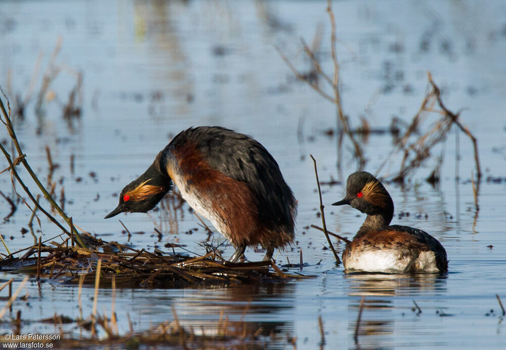 Black-necked Grebe