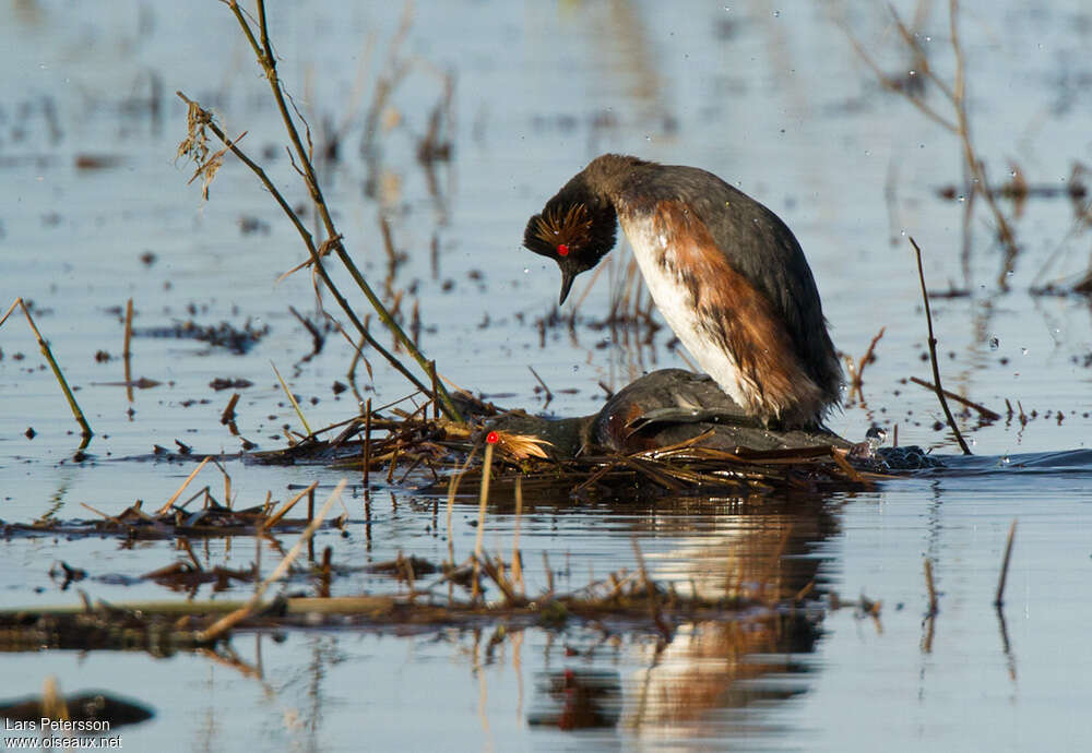 Grèbe à cou noiradulte nuptial, accouplement., Nidification