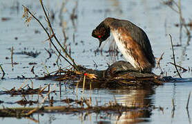 Black-necked Grebe