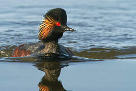 Black-necked Grebe