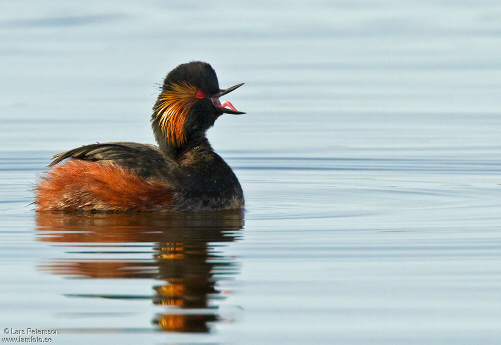 Black-necked Grebe