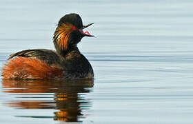 Black-necked Grebe