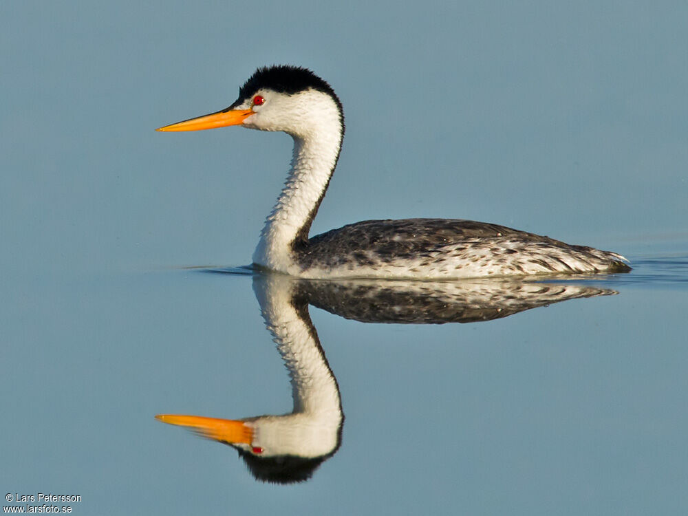 Clark's Grebe