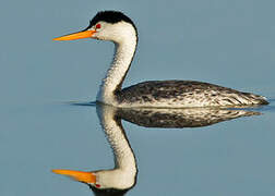 Clark's Grebe