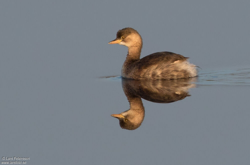 Little Grebe