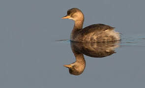 Little Grebe