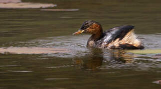 Little Grebe