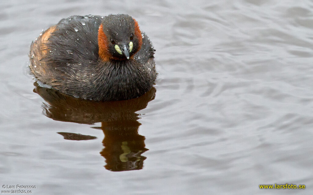 Little Grebe