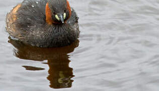 Little Grebe