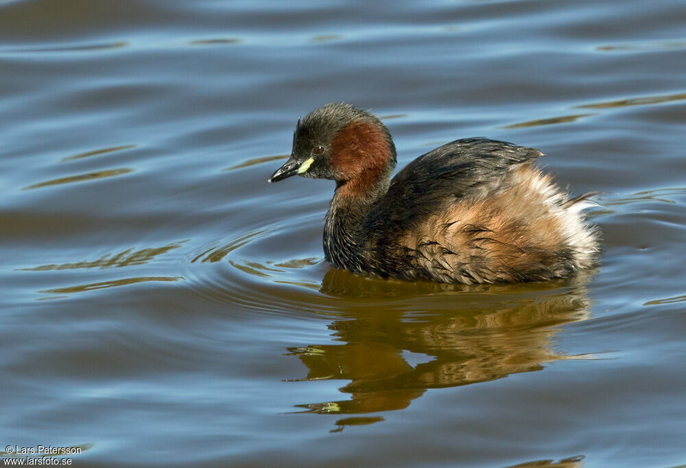 Little Grebe