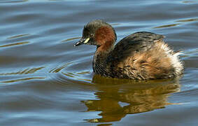 Little Grebe