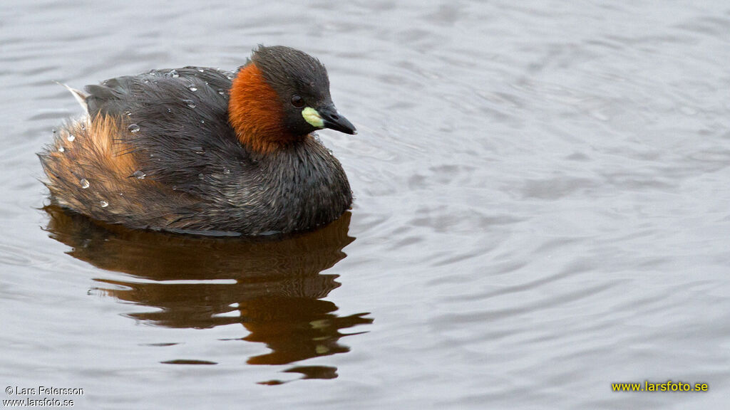 Little Grebe