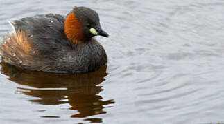 Little Grebe