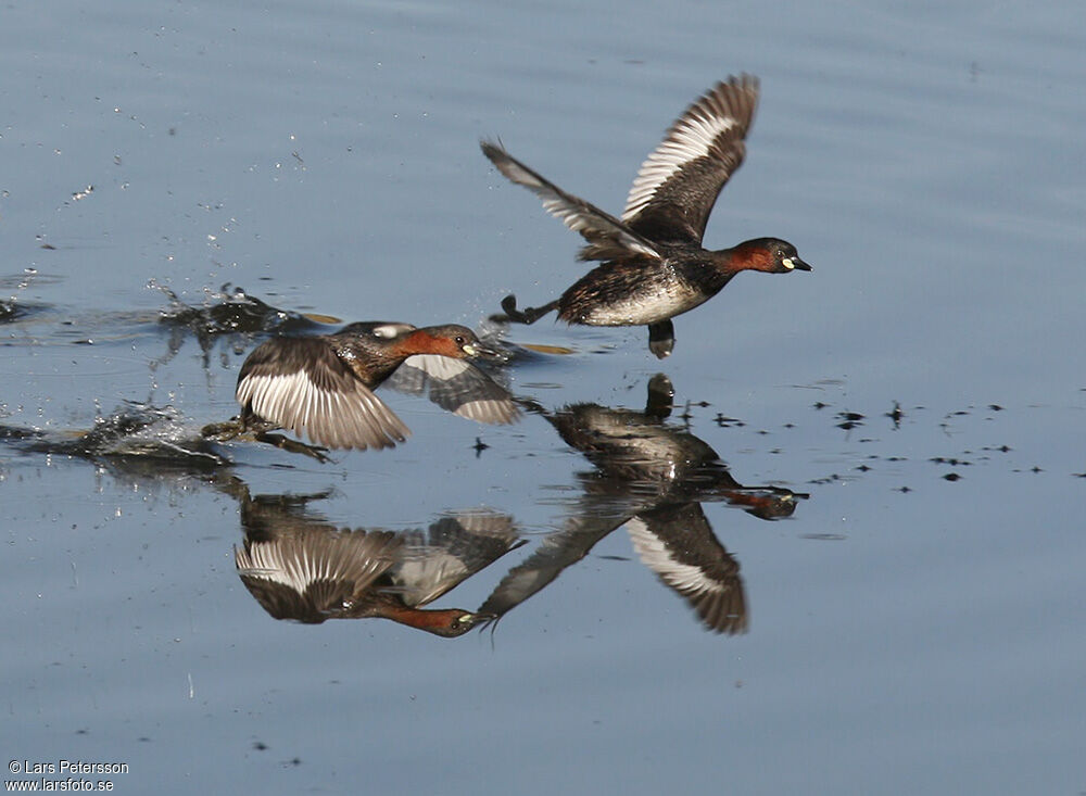 Little Grebe