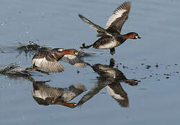 Little Grebe