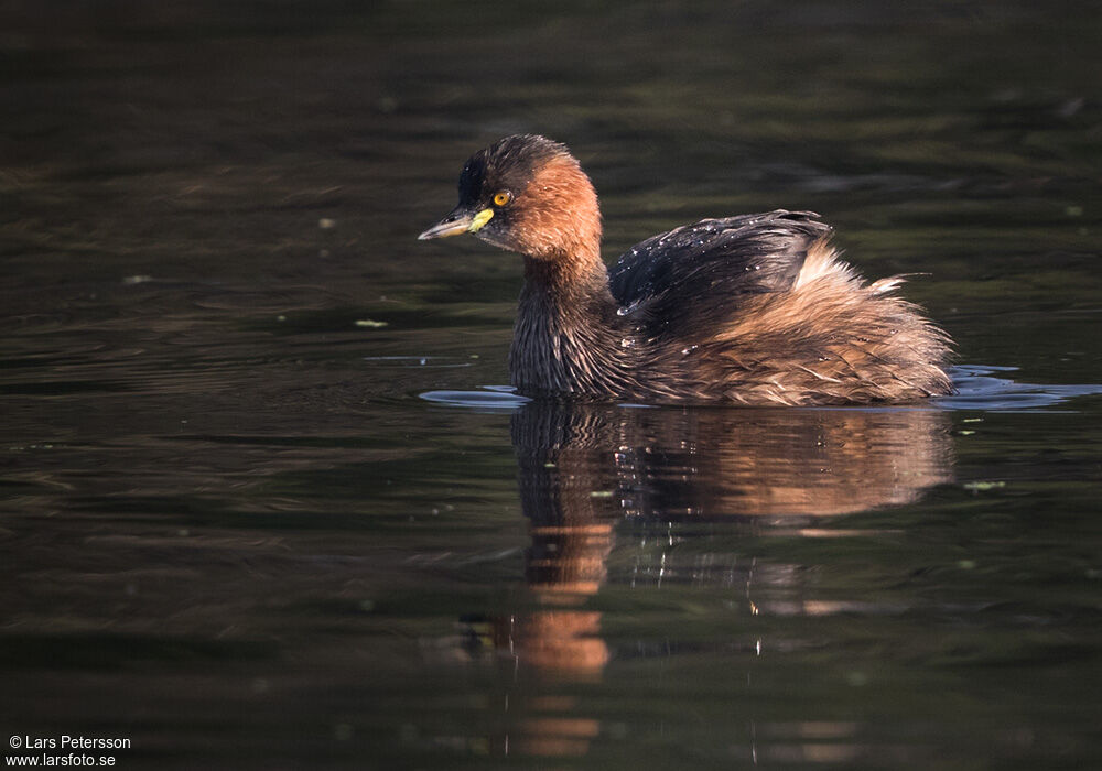 Little Grebe