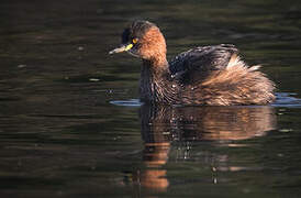 Little Grebe